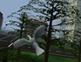 Fly like a bird 3